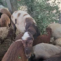 یک عددنرتخمی بروجردی