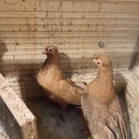 کبوتر چشم تلسکوپی|پرنده|تهران, مشیریه|دیوار