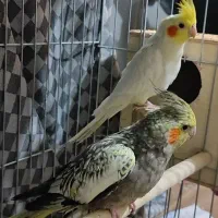 عروس هلندی جفت