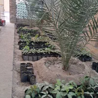 نهال انبه محلی ۵۰ تومن|گل و گیاه طبیعی|میناب, |دیوار