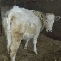 گوساله ماده شاروله