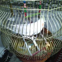 معاوضه عروس هلندی با سهره|پرنده|کرمانشاه, |دیوار