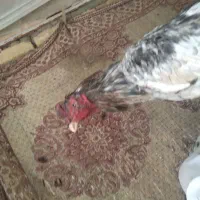 لاری نصل پاکستانی|حیوانات مزرعه|ری, حمزهآباد|دیوار