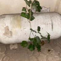 کپسول سی آن جی