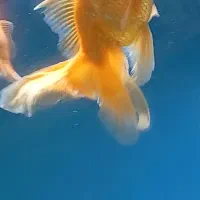 ماهی گلدفیش