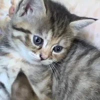 گربه|گربه|گنبد کاووس, |دیوار