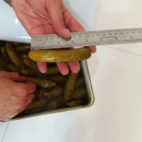 خیارشور حلب ۱۷کیلویی سایز ممتاز|عمدهفروشی|بهار, |دیوار