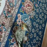 عروس هلندی مرواریدی