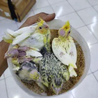 جوجه عروس هلندی سرلاکی