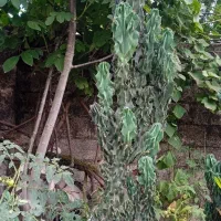 کاکتوس صخره‌ای