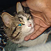 واگذاری گربه خانگی دی اس اچ خوشگل