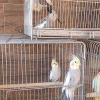 عروس هلندی جفت مولد