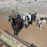 کهره نر فروشی قیمت 325000|حیوانات مزرعه|طسوج, |دیوار