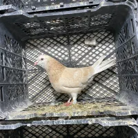 کفتر طهرونی یجایی|پرنده|ماهدشت, |دیوار