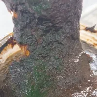 ترشی آلوچه خوشمزه و ترش صدرصد آلوچه و آبدار نیست