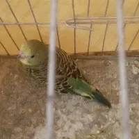 مرغ عشق دونه خور