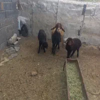 میش دوقلوزا