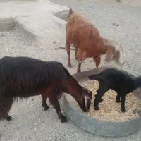 فروش دام بز و میش