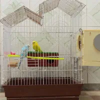 مرغ عشق با قفس آبی انگلیسی ماده زرد پسته ای نر|پرنده|ایرانشهر, |دیوار