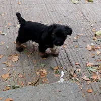 معاوضه سگ پاکوتاه دوماهه پسر های بانمک|سگ|گرگان, |دیوار