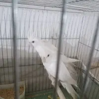 عروس آلبینو خالص خاص|پرنده|پلدشت, |دیوار