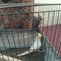 عروس هلندی ۳ ماهه|پرنده|فردوسیه, |دیوار