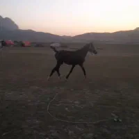 کوره نر|اسب و تجهیزات اسبسواری|کوه چنار, |دیوار