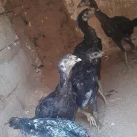 جوجه لاری