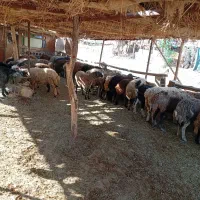 میش و بز چاق
