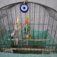 عروس هلندی همراه قفس بزرگ|پرنده|ماهدشت, |دیوار