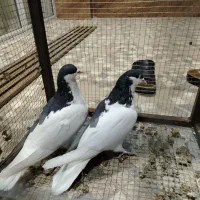 سه عدد کبوتر چپ