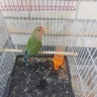 یک عددطوطی برزیلی|پرنده|لردگان, |دیوار