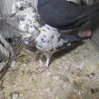 کفترقوشی کاکلی غریبگیر