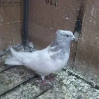 کبوتر|پرنده|میاندوآب, |دیوار