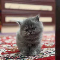 واگذاری بچه گربه ۲ ماهه|گربه|ارومیه, |دیوار