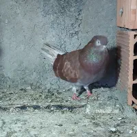 سرخ|پرنده|گرگان, |دیوار