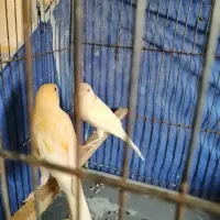 جوجه قناری موزاییکی ۲ ماهه