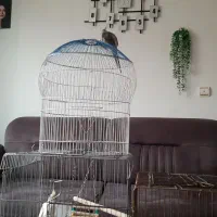 حراج قفس بزرگ عروس هلندی|لوازم جانبی حیوانات|ری, ولی آباد|دیوار