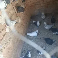 کبوتر|پرنده|مرودشت, نقش رستم|دیوار