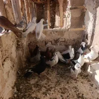 کفتر پرشی|پرنده|فرح دشت, |دیوار