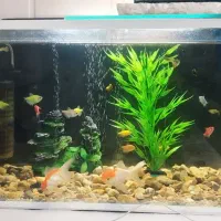 آکواریوم زیبا و شیک