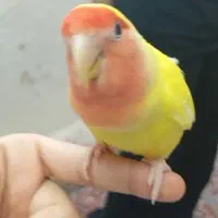 طوطی برزیلی گمشده