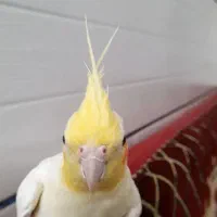 عروس هلندی نر دستی|پرنده|قیدار, |دیوار