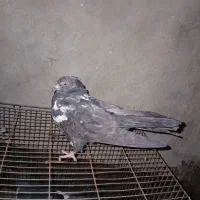 کفتر صید معاوضه کفتر|پرنده|مشهد, پنجتن|دیوار