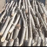 خرید چوب درختان همه نوع چوب سقفی یاهمون دام تیری|خدمات باغبانی و درختکاری|سلطانیه, |دیوار