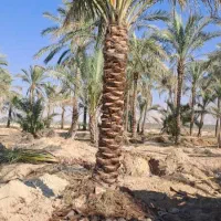 نخل با کیفیت