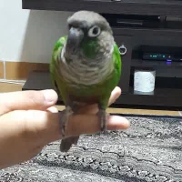 یک عددگرینچیک بازی گوش دستی|پرنده|شاهرود, |دیوار