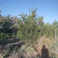 باغ در محدوده مهدیه خوسف|فروش خانه و ویلا|خوسف, |دیوار