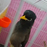 مینا خوشگل جوان|پرنده|مشهد, رده|دیوار