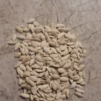 تخم کدو امسالی